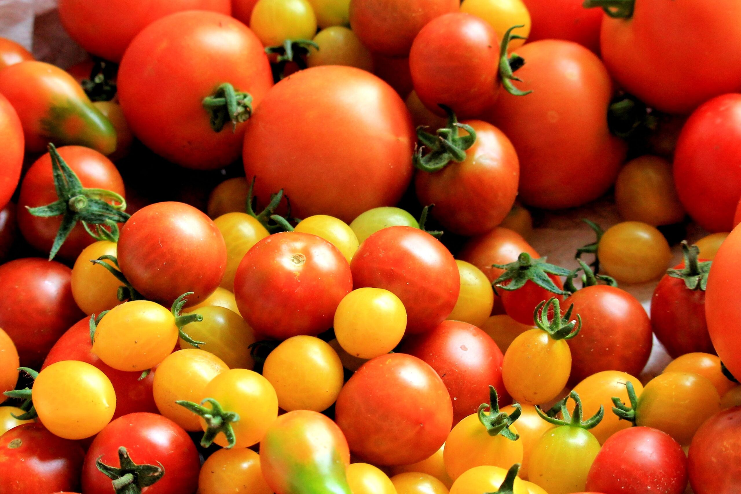 tomates orgánicos