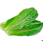 hojas lechuga romana